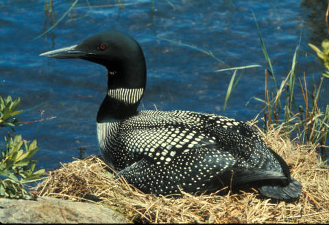 Common loon sits at water's edge