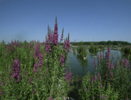 purple loosestrife in wetland area
