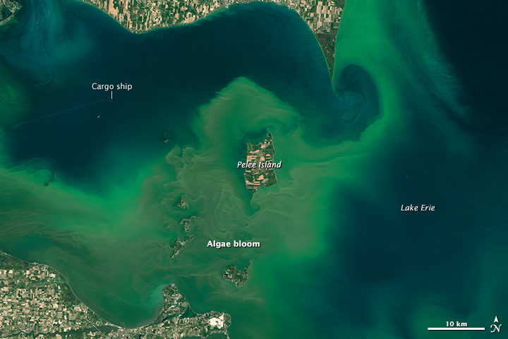 Satellite imagery captures recent algal bloom in Lake Erie. Image: NASA Earth Observatory
