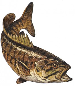 Smallmouth bass. Micropterus dolomieui.