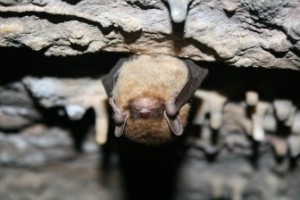 The Wisconsin grant is going toward conserving little brown bats on Forest County Potawatomi lands.Image: U.S. Fish and Wildlife Service