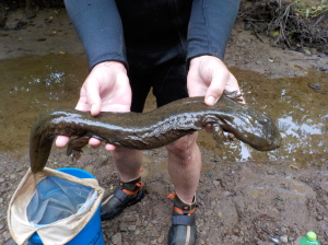 Salamander, what a long body you have! Despite their large size, hellbender salamanders are a rare sight! (via Greg Lipps)